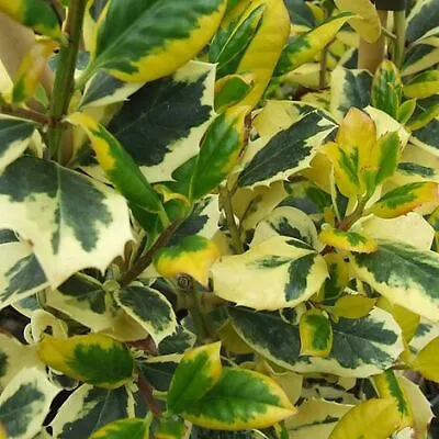 Suttons Holly Golden King Garden Patio Tree Winter Standard Ilex 2 X 17cm Pots • £54.99