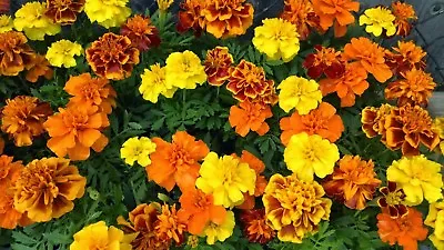 French Marigold Sparky Mix Beautiful Colors Garden Pest Deterrent FREE SHIP • $1.69