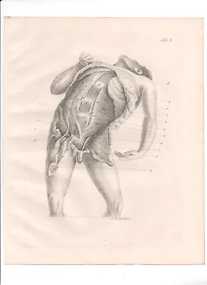 Antique Print-ANATOMY-Myology Muscles Chest Abdomen -Richter-Schroter-1834  • £25