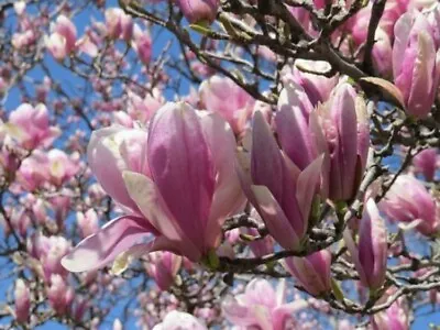 Magnolia Jane Specimens Tree Was Developed Be A Lovely Yet Hardy Shrub 2.5'' Pot • $25.95