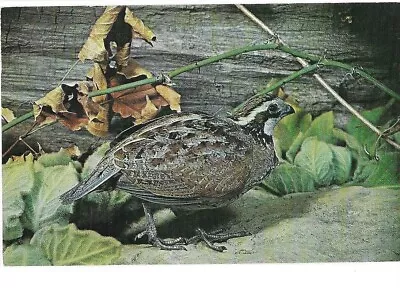 Bob-White Quail Cincinnati Nature Center Milford Ohio Nature Press 1961  • $3.99