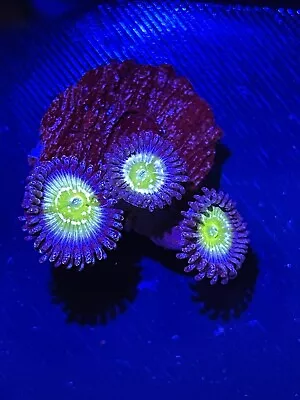 Marine Coral WYSIWYG 3 Polyps Granny Apple Smith Frag Zoa/Zoanthid SOFT • £4.99