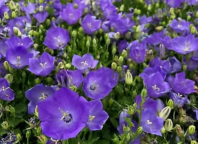  10000 Seeds Campanula Carpatica Blue Bellflower+4  FREE REUSABLE PLANT LABEL • £1.85