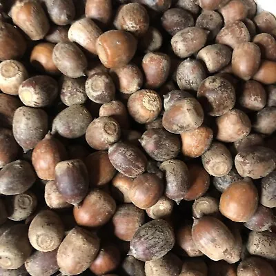 50 Wood Acorns Without Caps For Fall Decorating Farm Fresh From Ohio • $4.76