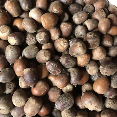 Acorns Natural Crafts Without Caps 50 Count Decorating Farm Fresh From Ohio • $5.56