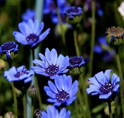 TRUE BLUE DAISY Flower Seeds KINGFISHER DAISY Felicia Hetrophylla BEE LOVE • £2.14