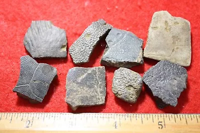 $12.48 • Buy Cretaceous Hell Creek Dinosaur Age Turtle Shell Fossil PREDATED Bite Marks 1/bid