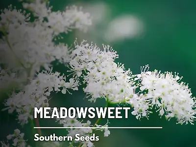 Meadowsweet - Heirloom Seeds - Medicinal Herb (Filipendula Ulmaria) • $3.80