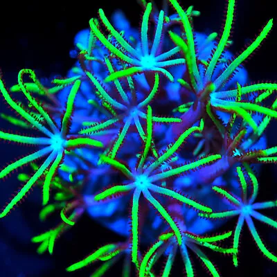 COE    Live Coral Frag ~ Sonic Wave Star Polyp Coral ~ LPS SPS • $5.99