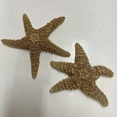 Sugar Starfish Set Of 2 Nautical Beach Ocean Sand  6  - 7  • $16.99