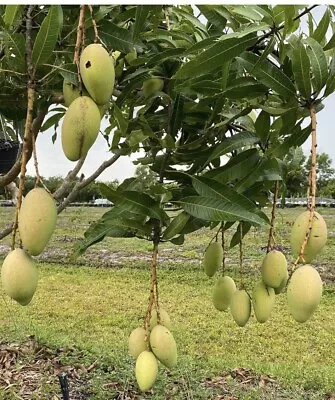 ORANGE SHERBET Grafted MANGO Tree 3Gal Pot Ready To Fruit Ship UPS Overnight • $139