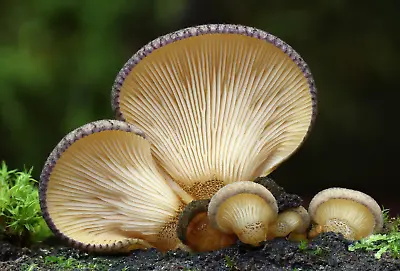 Panellus Serotinus Dry Spawn 100g Mycelium Autumn Oyster Ukrainian Mushrooms 25 • $29.99