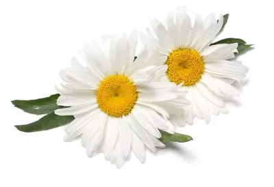 Herb Plants - Chamomile Lawn - 3 X Full Plants In 9cm Pots • £18.95