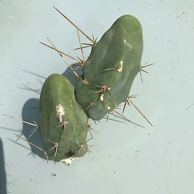 TBM Penis Cactus  Trich Bridgesii Monstrose Nice Size Collectors Plant #14 • $24