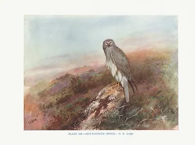 £2.99 • Buy The Hen Harrier - 1948 Beautiful Colour Vintage Bird Print By G.E.Lodge