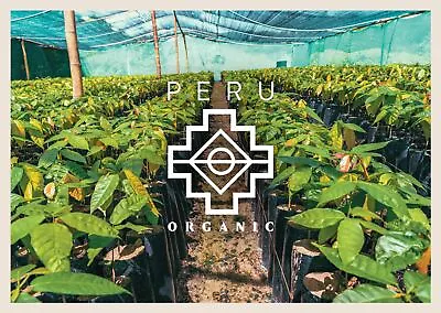 Peru Premium Organic Cacao Cocoa Beans • £15