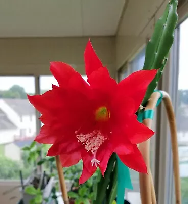 1 Epiphyllum Orchid Cactus Unrooted Cuttings Red Color Flower • $8