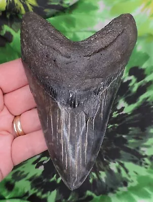 Megalodon Sharks Tooth 5 1/4  Inch Fossil Sharks Teeth Tooth • $91