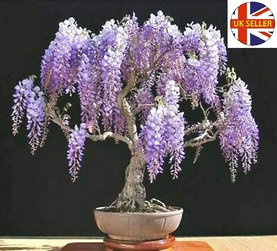 Jacaranda Tree - Jacaranda Mimosifolia -  BULK GARDEN BONSAI Seeds - UK Stock • £2.10