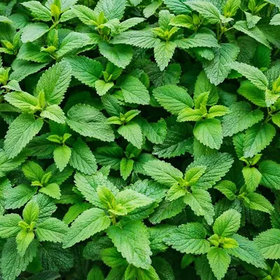 500++ Organic SPEARMINT  Herb Seeds  Mentha Spicata Mint Tea  NON-GMO For 2024 • $2.49