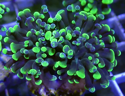 Stunning WYSIWYG 2 Head Toxic Splatter Hammer Frag Euphyllia-Marine Coral LPS • £0.99