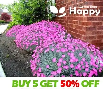 CHEDDAR PINK 150 Seeds - Dianthus Gratianopolitanus - Perennial Fragrant Flower • £1.99