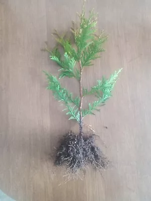 Lot Of 4 Green Giant Arbor Vitae Fast-Growing Hedge 14 + Thuja Plicata Bare-root • $19.99