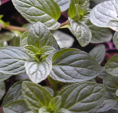 After Eight Mint  - Aromatic Flowering Herb Plant 9cm Pots • £6