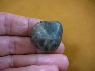 (F830-41) 1-1/4  Polished Petoskey Stone ANCIENT Coral Specimen MI State Rock • $15.99