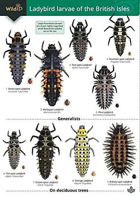 Guide To The Ladybird Larvae Of The British Isles Peter Brown New Book • £8.44