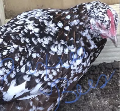 £13.62 • Buy 5 Fresh Chicken Hatching Eggs Barnyard Mix Possible BLUE LACED RED WYANDOTTE
