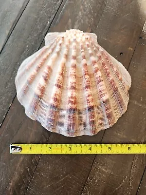 $9.99 • Buy 6  Lions Paw Scallop Large Sea Shell Decoration Nautical