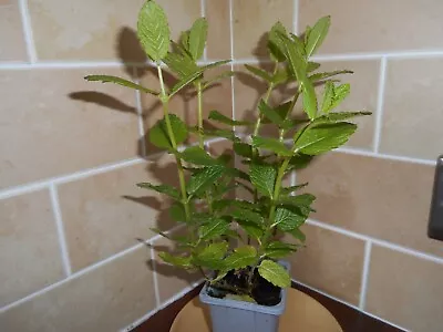 Pot Plant Mint • £5