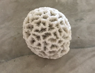 $65 • Buy Coral Brain Natural White Decor Beach Fossil Reef 3.12 Inch Specimen Salt Water 