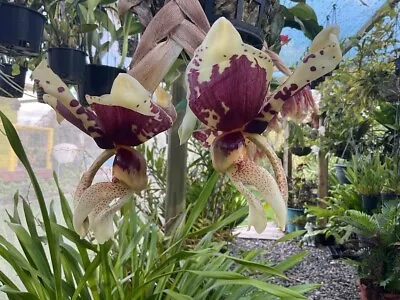 Quality Advanced Stanhopea Orchid Stan. Tigrina Var Nigroviolacea Plant  OZ  • $25