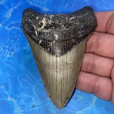 Megalodon Shark Tooth 4.11” Huge Teeth Meg Scuba Diver Direct Fossil Nc 2900 • $9.99