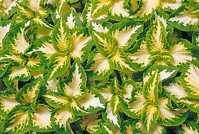 Flower - Coleus - Wizard Jade - 30 Seeds • £1.35