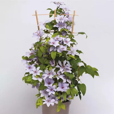 Clematis 'Boulevard Bernadine'. 2L Plant. Pink Flowers. Climbing Perennial. • £18.95