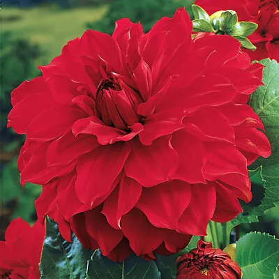 1 - Garden Wonder Decorative Dahlia Flower Bulb #1 Size Tuber Cluster • $10.99