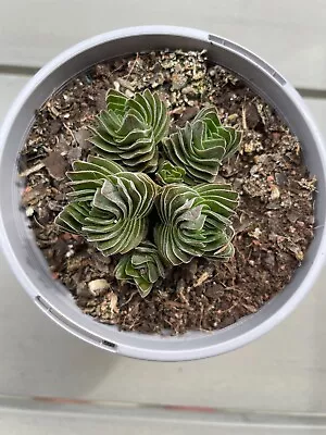 Crassula Buddha's Temple 105mm Pot • $14