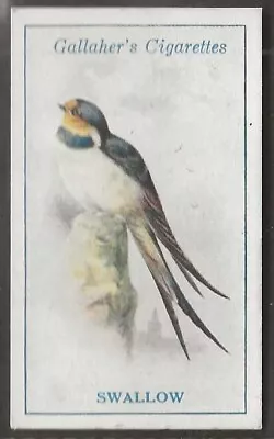 Gallaher-british Birds 1923 (by George Rankin)-#061- Swallow • £2.99