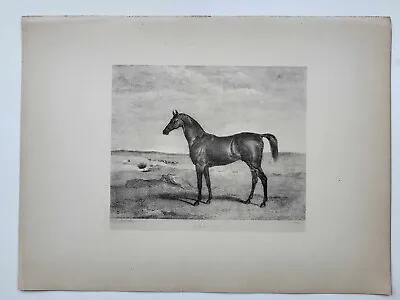 Vintage Antique Print 1887 Portraits Famous Racehorses Orelio Arab Foaled 1820 • £16