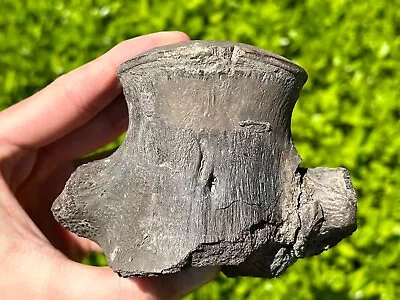 HUGE Fossil Tylosaurus Mosasaur Vertebrae Dinosaur Bone Texas Ozan Formation • $179.99