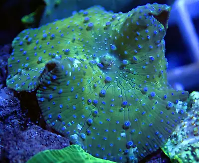 WYSIWYG Blue Spot Discosoma 1 Leaf Mushroom Shroom Soft Coral Frag-Marine • £0.99