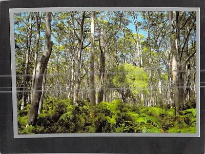 B9279 Australia WA South West Karri Forests PU1994 Art Mail Postcard • $6.98