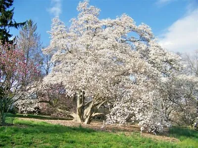 12  MERRILL LOEBNER MAGNOLIA SEEDS - Magnolia × Loebneri    Merrill    • $6