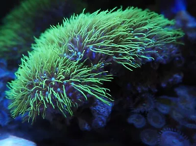 Neon Green Star Polyps GSP Live Soft Coral Frag Marine Reef Tank Easy Beginner • $69.99