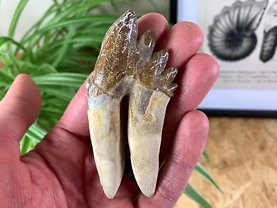 Rare Archaeocete Primitive Whale Tooth - 3.44 Inch #02 - Dakhla Western Sahara • £265