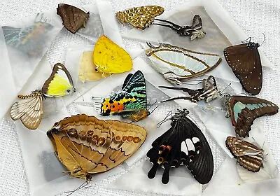 10 Butterflies Unmounted Dried Insect Oddity Taxidermy Gift For Entomology Lover • $31