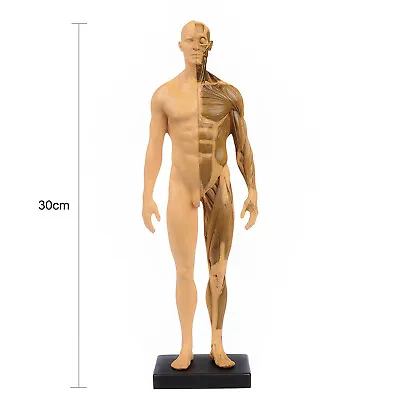 30cm Resin Human Skeleton Anatomical Model Male Anatomy Skull Muscle Bone US • $33.24